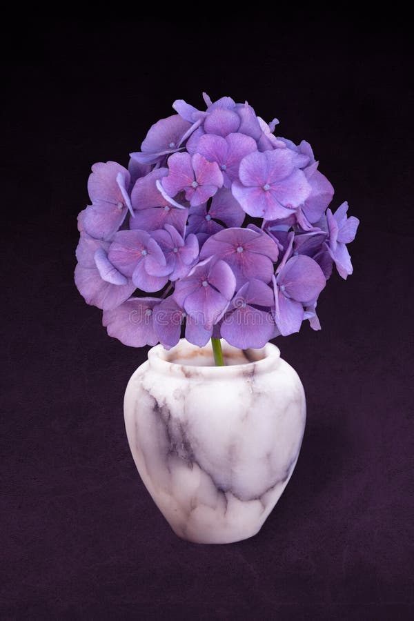 Pourpre Hortensia Hydrangea Floraison. Hortensia Fleurie Dans Petit Vase En  Marbre Photo stock - Image du vase, nature: 213492118