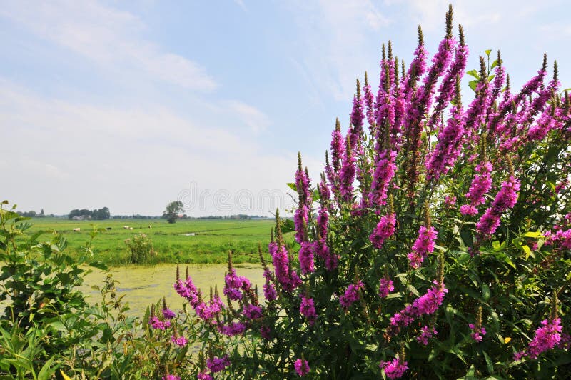 Purple-loosestrife in agriculture landscape. Purple-loosestrife in agriculture landscape