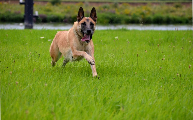 Belgian Malinois dog is chasing a thrown away ball. Belgian Malinois dog is chasing a thrown away ball