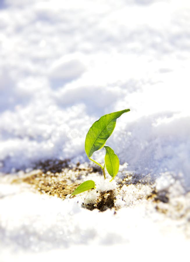 Pousse dans la neige image stock. Image du herbe, fleur - 29517813