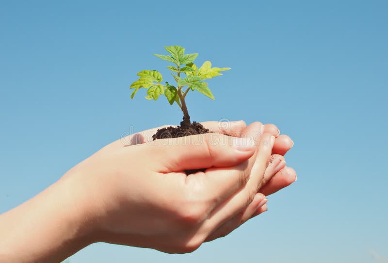 Pousse femelle de participation de main Concept d'environnement d'économies de jour de terre Plantation grandissante de forestier image stock Pousse femelle de participation de main Concept d'environnement d'économies de jour de terre Plantation grandissante de forestier image stock