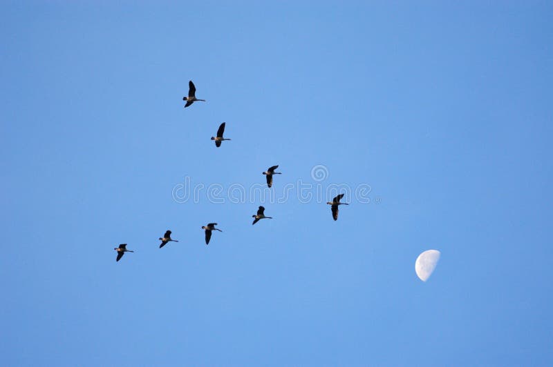 Pousse pour la lune Pousse pour la lune