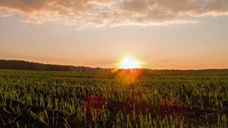 Pousses au coucher du soleil. Laps de temps