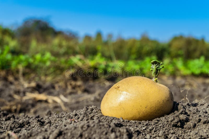 Pousses De Vert De Graine De Pomme De Terre Sur Le Potager Image stock -  Image du collecte, accroissement: 116254041