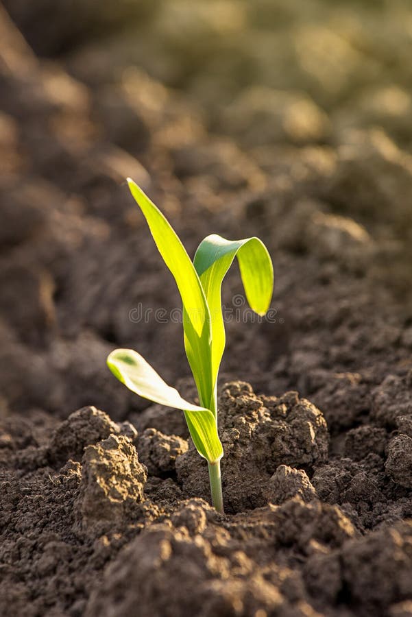 Pousses grandissantes de jeune plante de maïs dans le domaine agricole de ferme photographie stock Pousses grandissantes de jeune plante de maïs dans le domaine agricole de ferme photographie stock