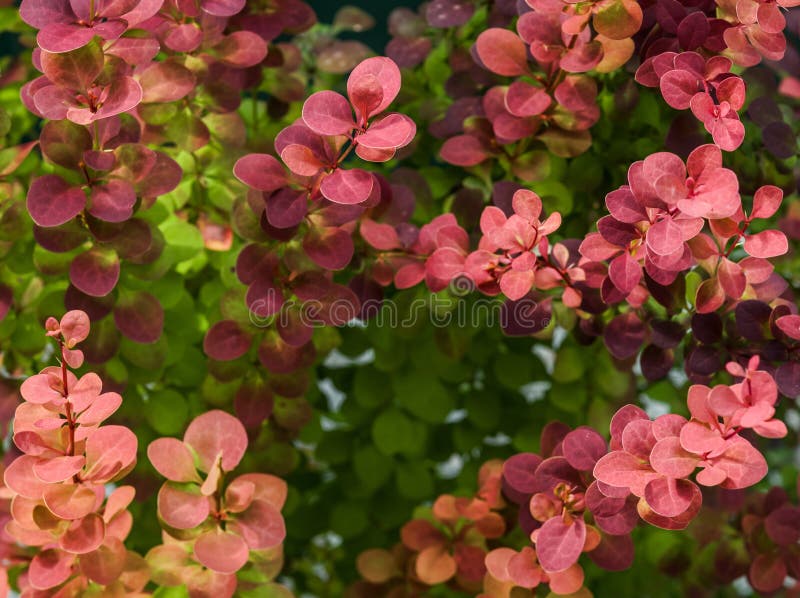 Jeunes pousses multicolores d'épine-vinette sur un arbuste jeune photo libre de droits