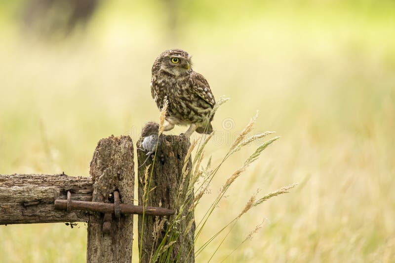 Poussez des cris perçants le hibou, noctua d'Athene image libre de droits Poussez des cris perçants le hibou, noctua d'Athene image libre de droits