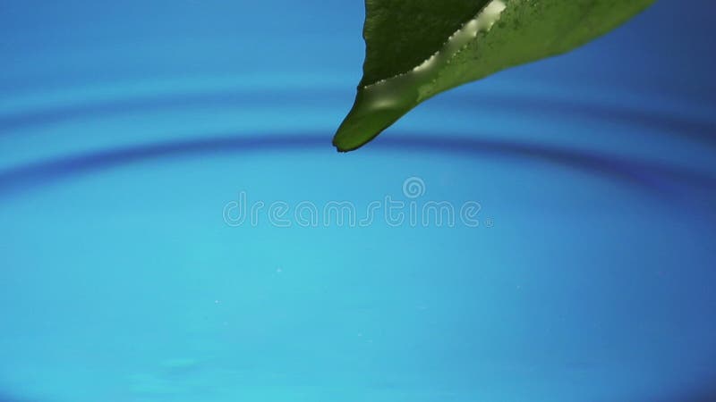 Poussez des feuilles avec la goutte de l'eau de pluie avec le fond bleu