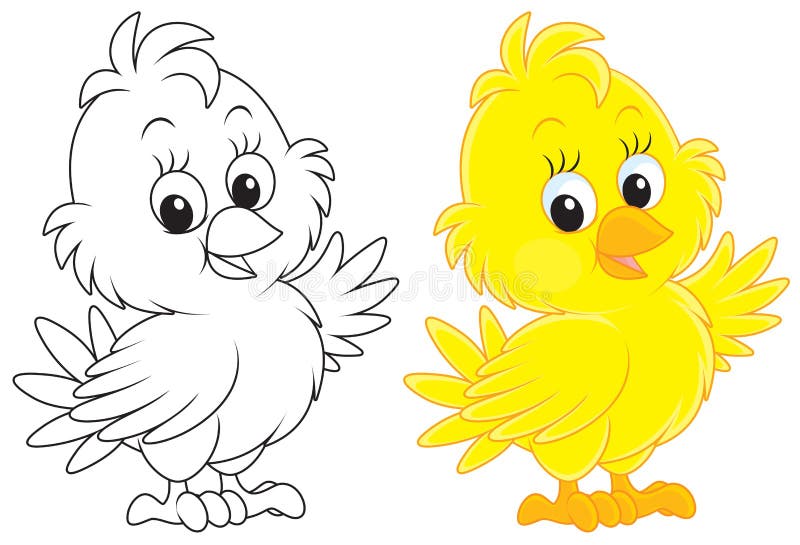 Little yellow chick, color and black-and-white outline illustrations on a white background. Little yellow chick, color and black-and-white outline illustrations on a white background