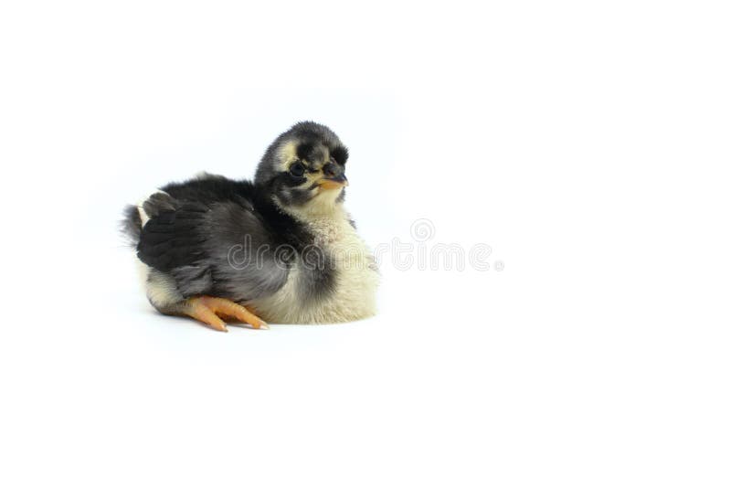 Poussins Noirs Et Blancs Sur Fond