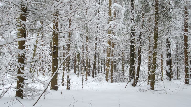 Pov se déplaçant le long d'une belle forêt d'hiver clips vidéos