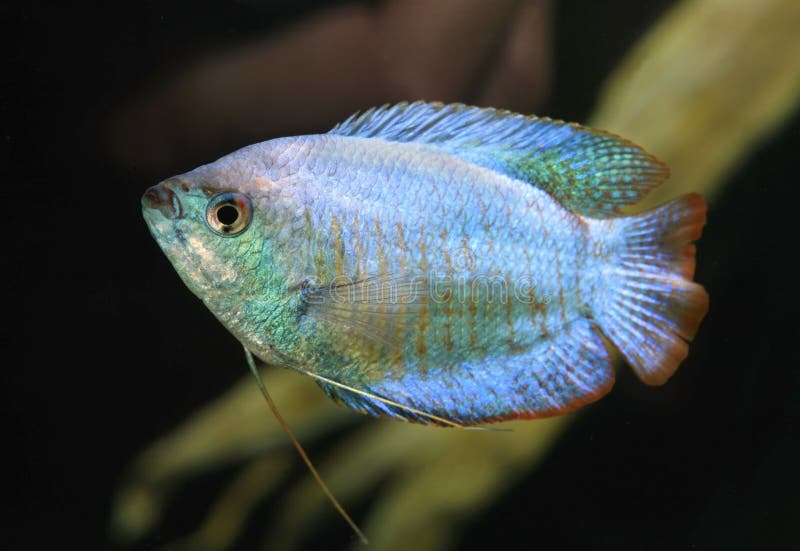 Powder Blue Dwarf Gourami in an Aquarium