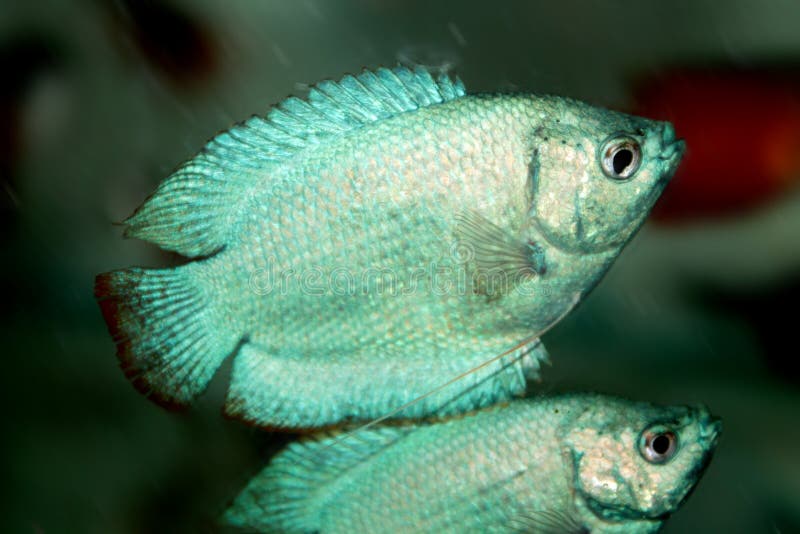 Powder Blue Dwarf Gourami aquarium fish royalty free stock photo