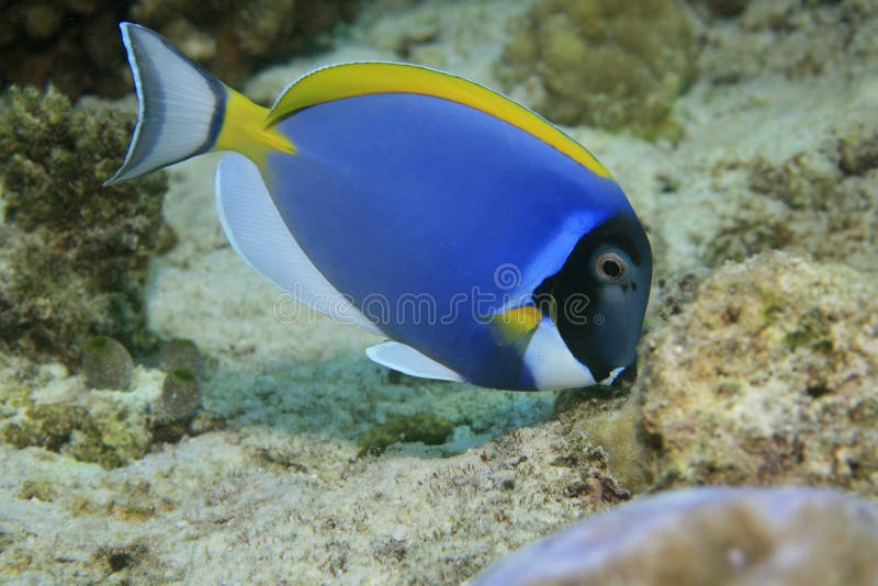 Powder blue tang stock photo. Image of behavior, maldivian 27410228