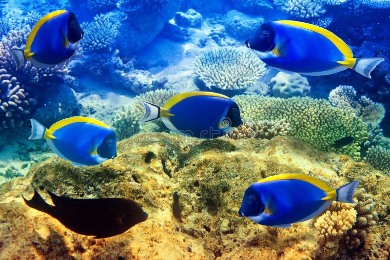 Powder Blue Tang in Corals. Maldives Stock Image - Image of ocean, animals: 31265761 Powder Blue Tang in Corals. Maldives Stock Image - Image of ocean, animals: 31265761