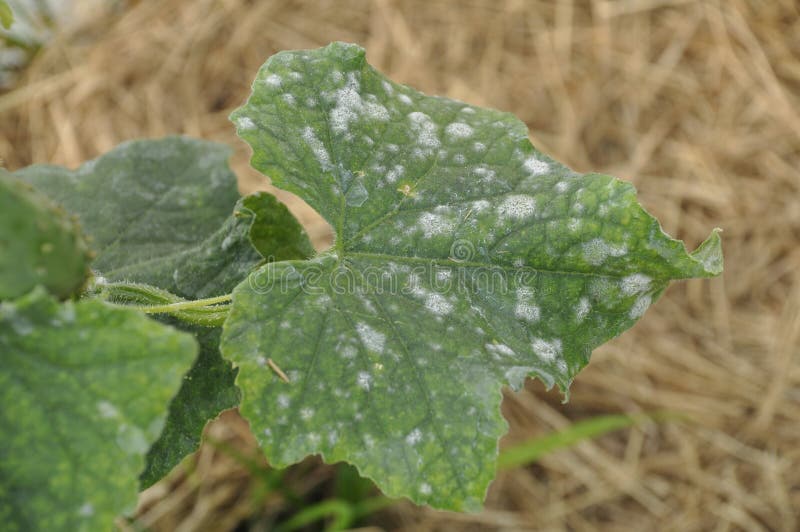 Powdery Mildew on Cucumber Leaves Stock Photo Image of gardening