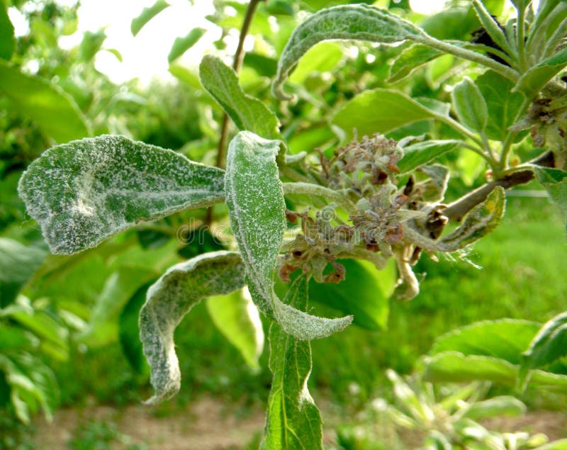 Powdery Mildew ,Podoshpaera Leucotricha on an Apple Tree Stock Image