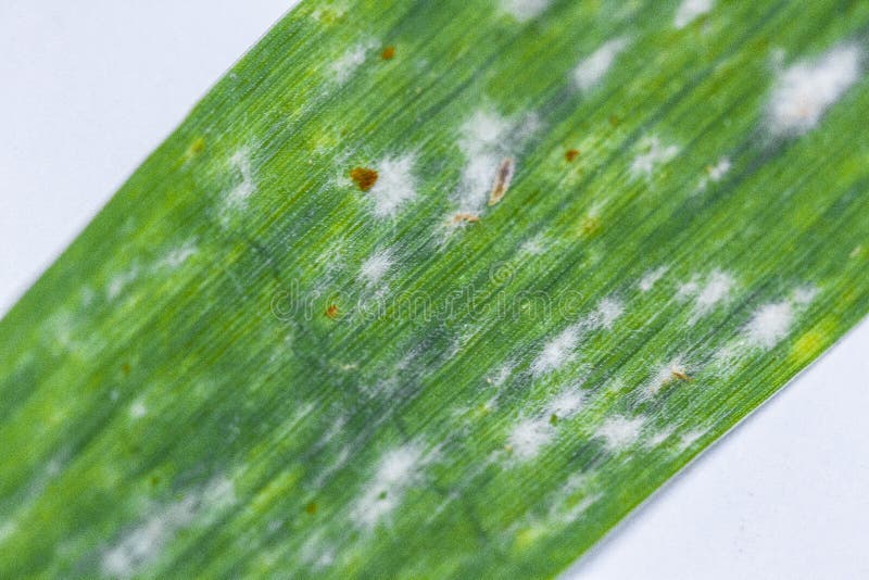 Powdery mildew
