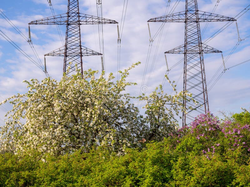 Power Line and Flowering Trees Stock Image Image of summer, wire