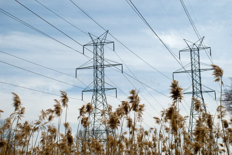 Power Line Towers and Bulrush