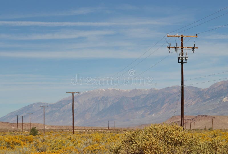 Power poles in the blooming desert