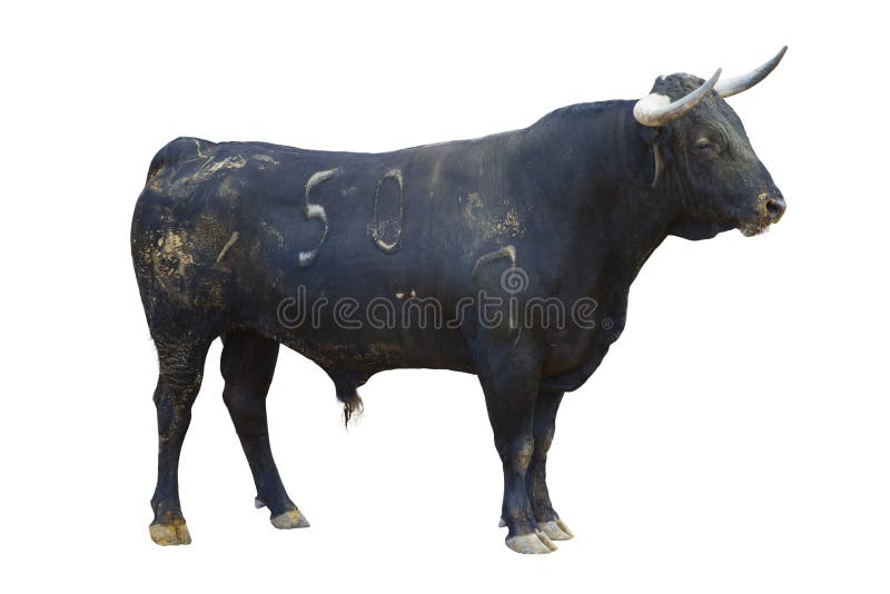 Powerful bull isolated on white, spanish bullfight