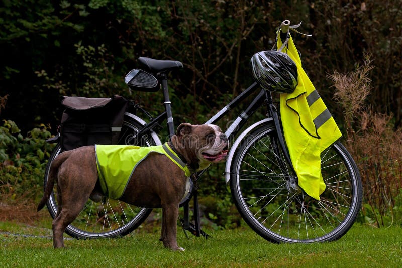 Kraftvoller Old englische Bulldogge mit reflektierende Weste ausgeführt werden soll, neben sich ein Fahrrad.