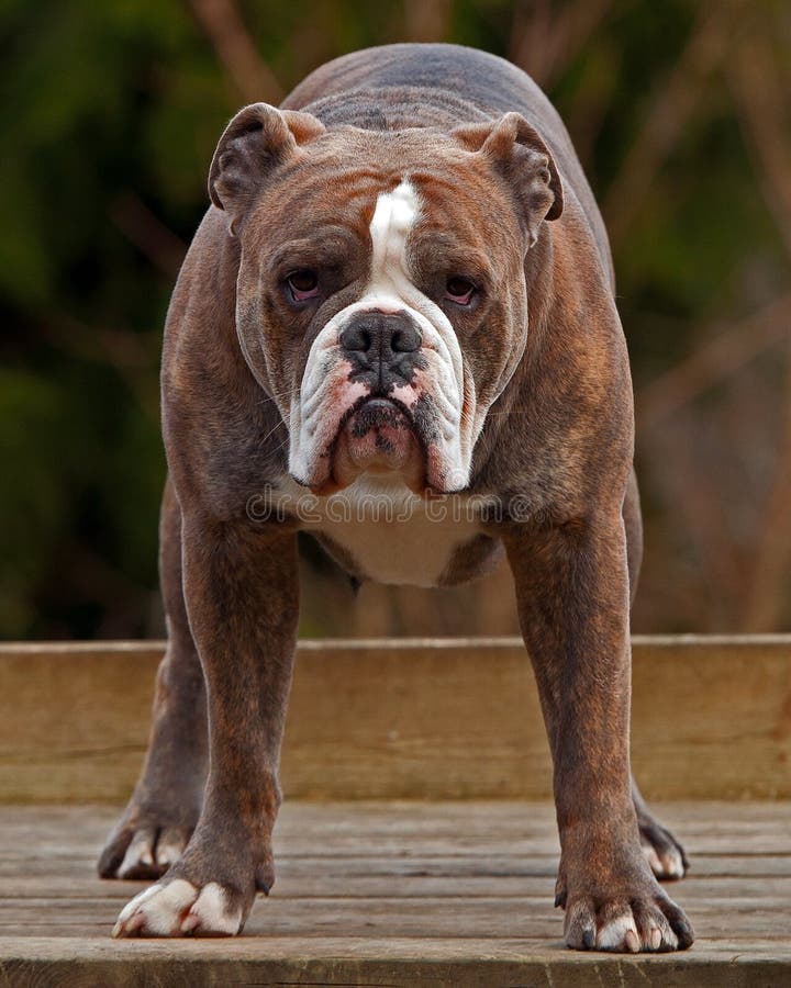 are bulldogs angry