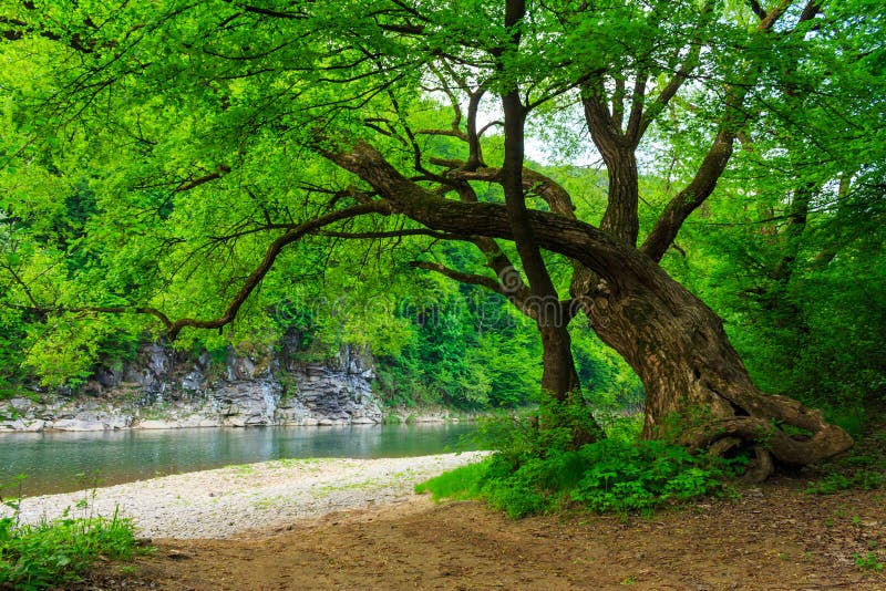 Powerful tree near the rocky river