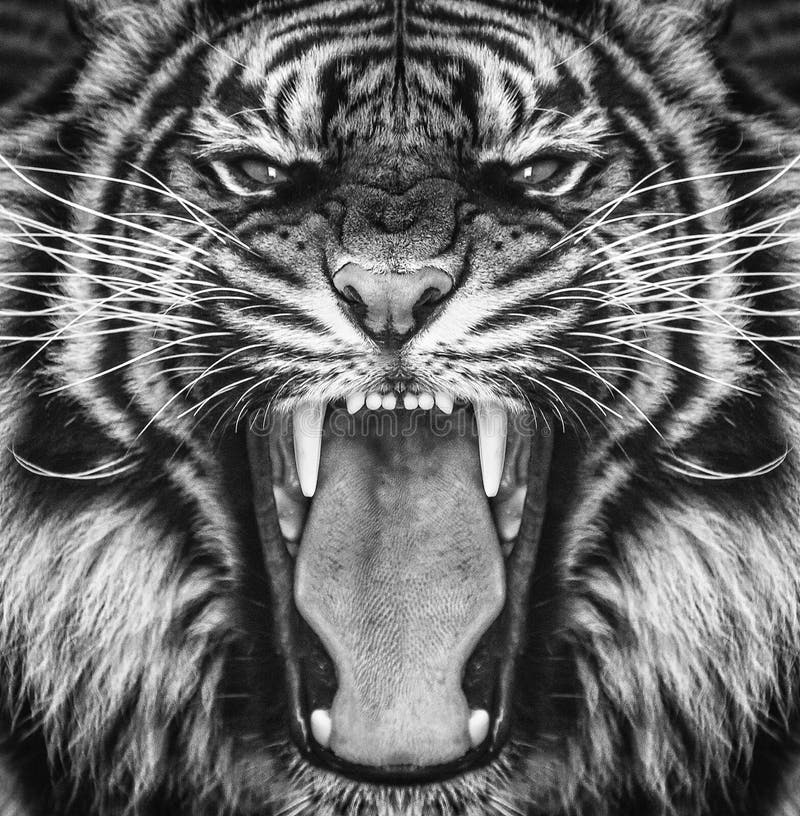 Powerful wild tiger cat roaring closeup