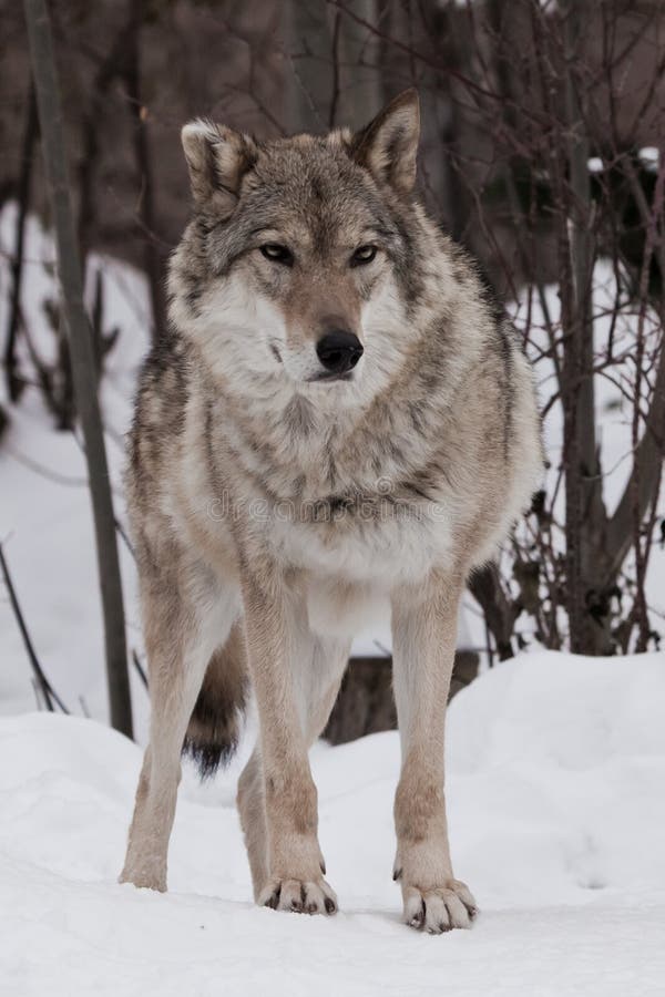 Powerful Wolf Stands Proudly and Looks Forward Full Face on the Snow in ...