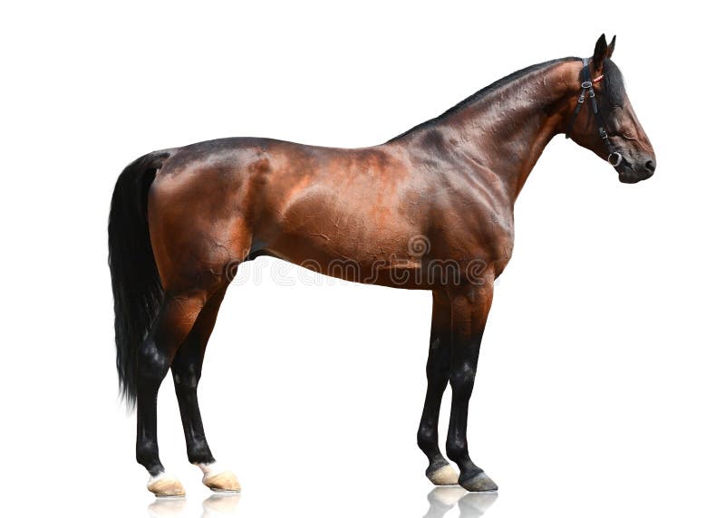 Bay Horse Standing Isolated White Background Stock Photo by ©kwadrat70  206585414