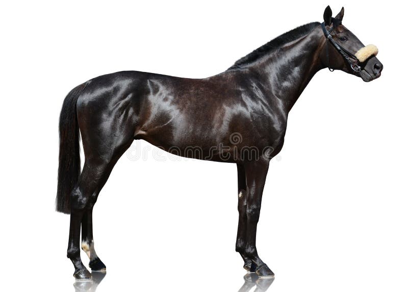 Bay Horse Standing Isolated White Background Stock Photo by ©kwadrat70  206585414