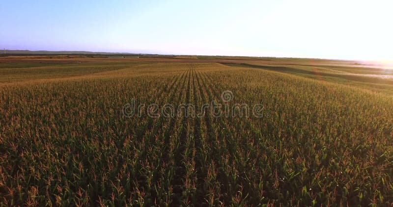 Powietrzny lot nad kukurydzanej rośliny polem przy zmierzchem