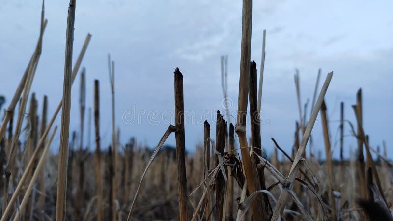 Pozostałości pszenicy po pokrojeniu upraw gehun ki totar pozostałość po suszeniu pnia pszenicy