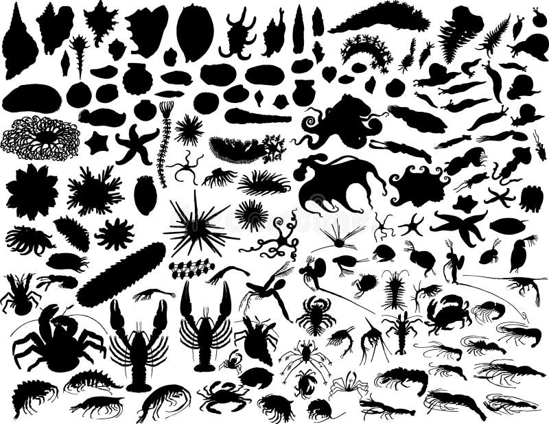Big vector collection of different mollusks and other invertebrates. Big vector collection of different mollusks and other invertebrates
