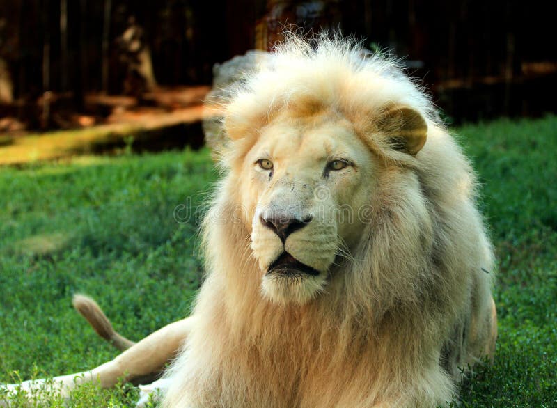 Południe - afrykański lwa Panthera Leo krugeri relaksuje w łące przy zoo zdjęcie royalty free Południe - afrykański lwa Panthera Leo krugeri relaksuje w łące przy zoo zdjęcie royalty free