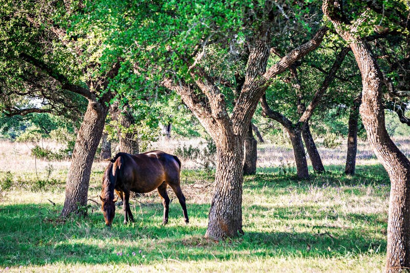 Południowi Texas krajobrazy natura przy zmierzchem blisko wierzbowego miasta l zdjęcie stock Południowi Texas krajobrazy natura przy zmierzchem blisko wierzbowego miasta l zdjęcie stock