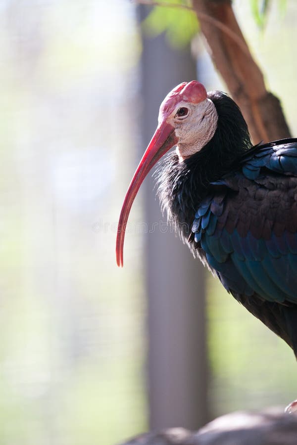 Południowy Łysy ibis