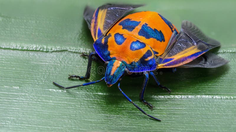 Poślubnik Arlekińska pluskwa lub bawełny Arlekińska pluskwa, Tectocoris diophthalmus, żeńskiego złota wybrzeża Australia szeroki obraz stock