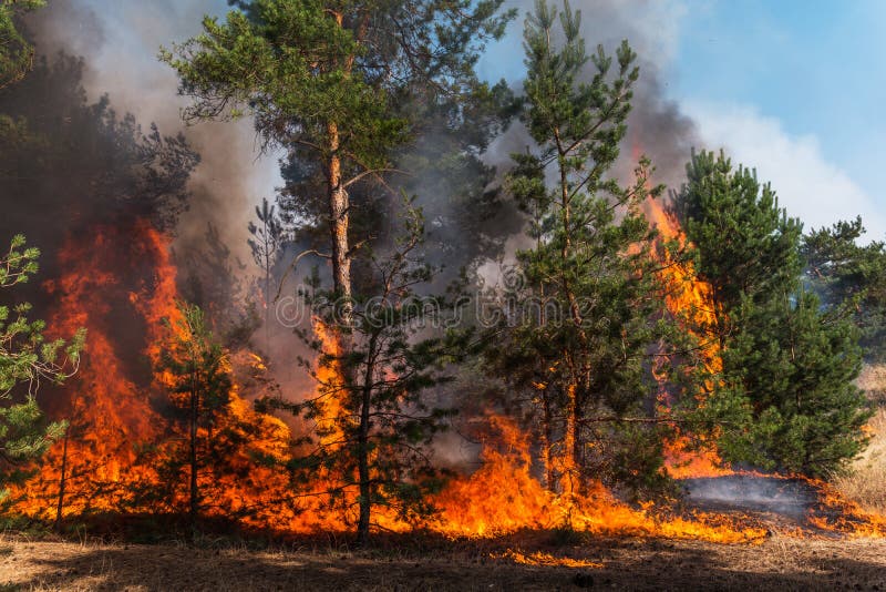 Pożar Lasu Palący drzewa po pożarów lasu i udziałów dym