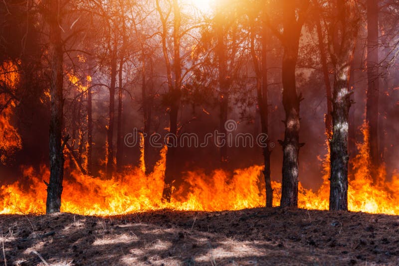 Pożar Lasu Palący drzewa po pożarów lasu i udziałów dym