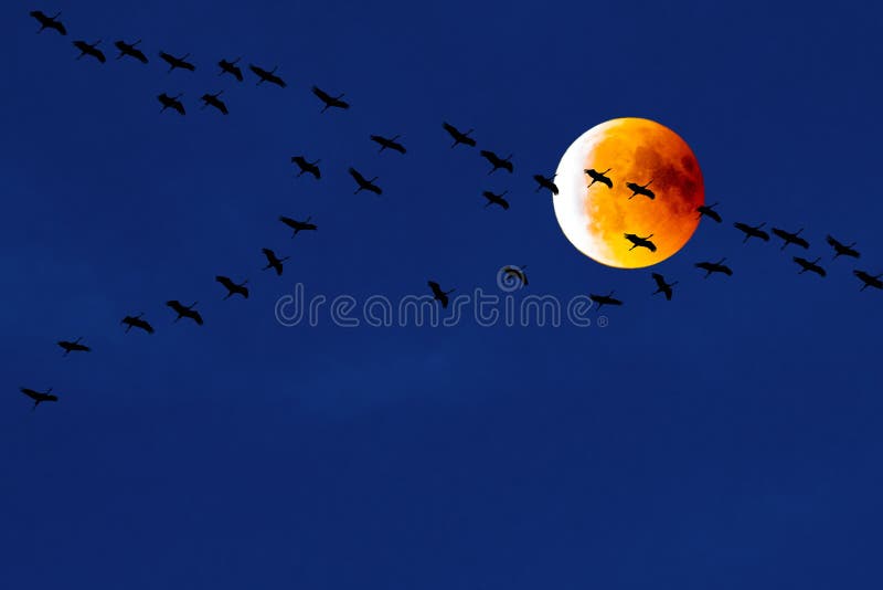 Praca zespołowa: Żurawie lata przed krwionośną księżyc, częściowy księżycowy zaćmienie, przesiedleńczy ptaki, latający żurawie