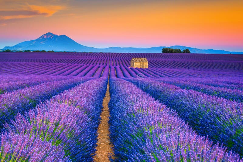 Prachtig de zomerlandschap met lavendelgebieden in de Provence, Valensole, Frankrijk Prachtig de zomerlandschap met lavendelgebieden in de Provence, Valensole, Frankrijk
