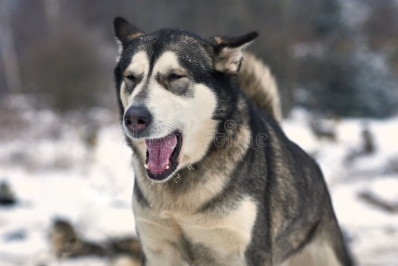 Beautiful alaskan malamute  . Alaskan malamute in the nature, in the winter time. Beautiful alaskan malamute  . Alaskan malamute in the nature, in the winter time