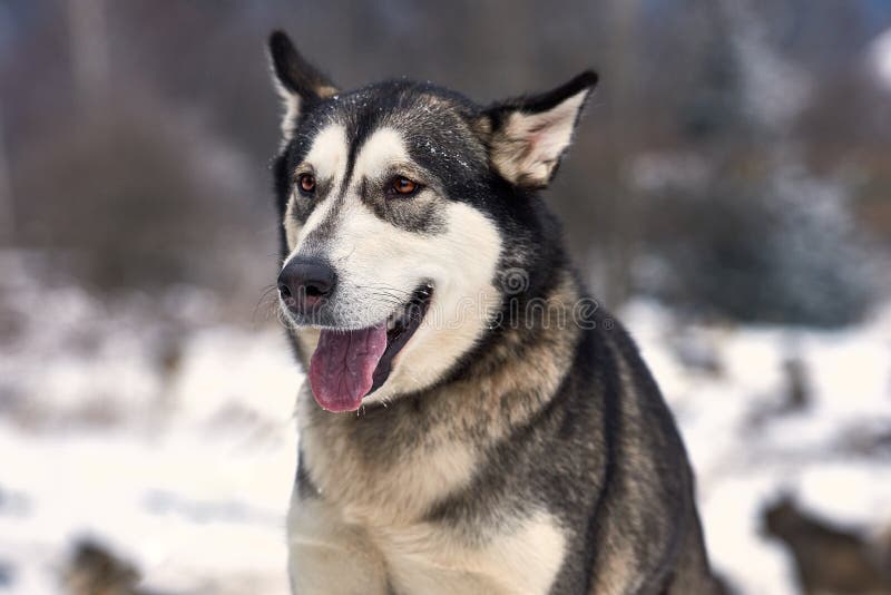 Beautiful alaskan malamute  . Alaskan malamute in the nature, in the winter time. Beautiful alaskan malamute  . Alaskan malamute in the nature, in the winter time