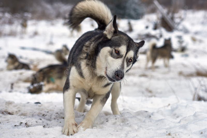 Beautiful alaskan malamute  . Alaskan malamute in the nature, in the winter time. Beautiful alaskan malamute  . Alaskan malamute in the nature, in the winter time