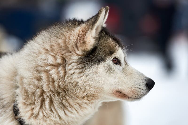 Beautiful alaskan malamute  . Alaskan malamute in the nature, in the winter time. Beautiful alaskan malamute  . Alaskan malamute in the nature, in the winter time