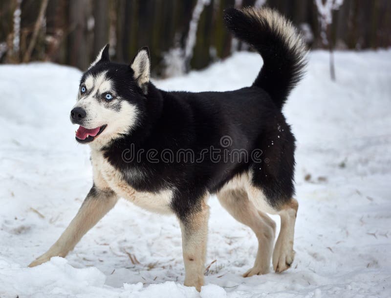 Beautiful alaskan malamute  . Alaskan malamute in the nature, in the winter time. Beautiful alaskan malamute  . Alaskan malamute in the nature, in the winter time