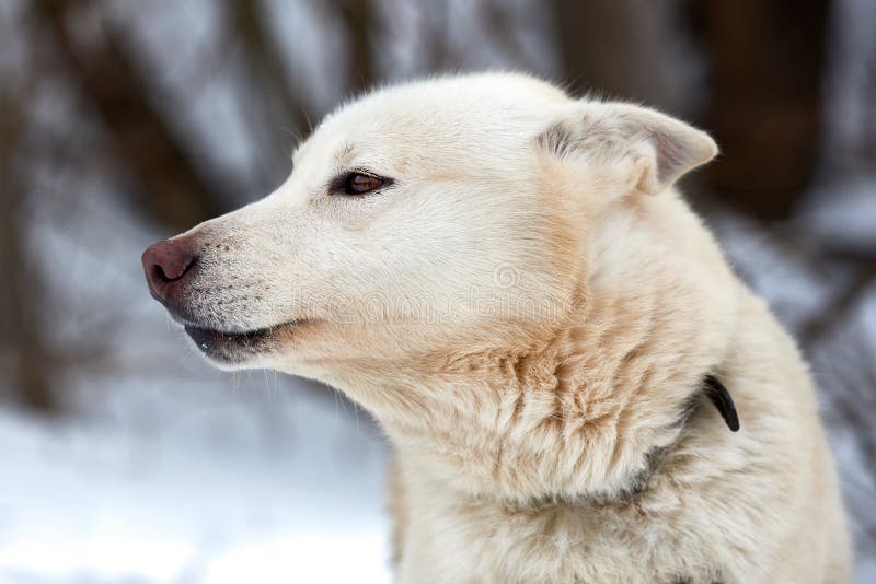 Beautiful alaskan malamute  . Alaskan malamute in the nature, in the winter time. Beautiful alaskan malamute  . Alaskan malamute in the nature, in the winter time